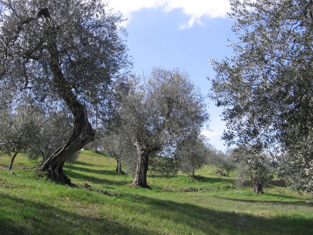 Casa Fioranna Villa Seggiano Rom bilde